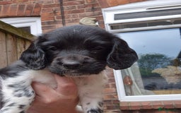 Sprocker dogs for sale: Sprocker F1  - Image 13