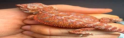 Bearded Dragon reptiles for sale: Stunning Baby Bearded Dragons – Monster x Spanish  - Advert 15