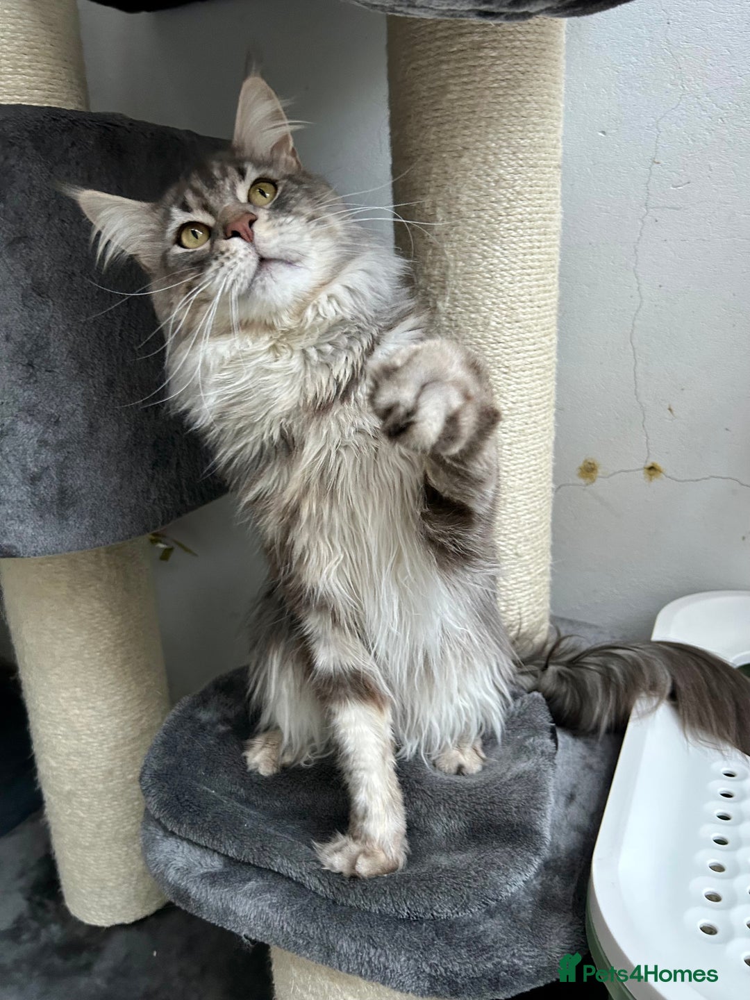 Maine Coon cats for stud: TICA reg DNA clear Black Silver Boy  - Advert 1