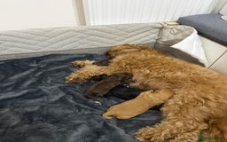 Cockapoo dogs for sale: Beautiful F1b Cockerpoo ready to collect December  - Advert 5