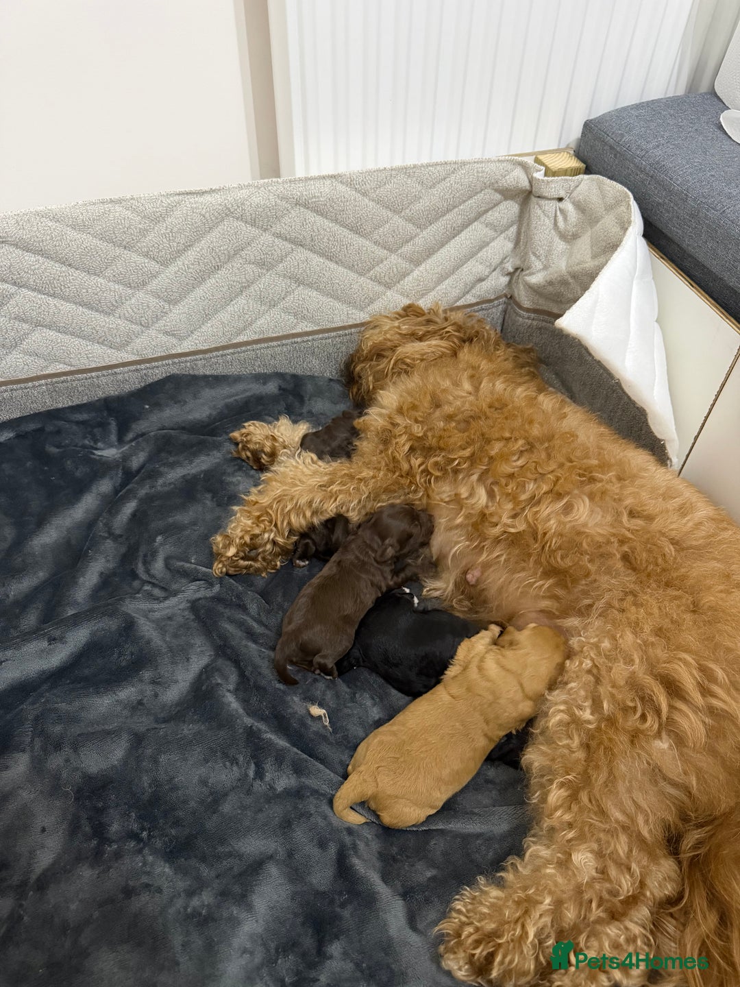 Cockapoo dogs for sale: Beautiful F1b Cockerpoo ready to collect December  - Advert 5