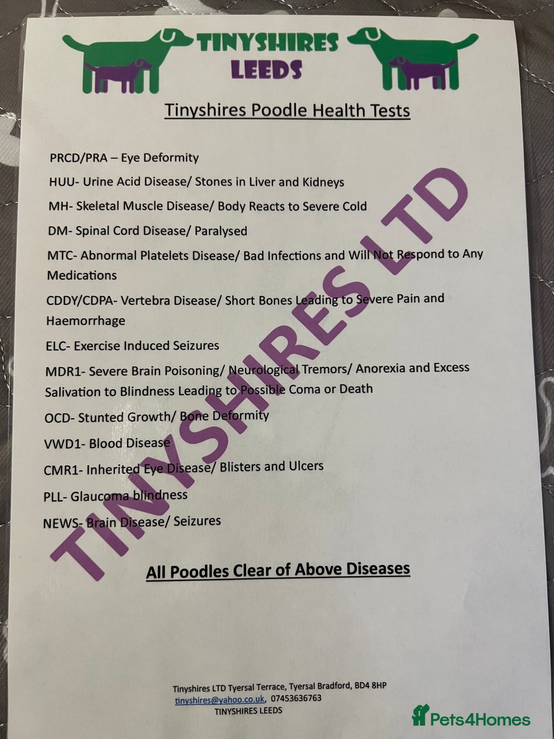 Cockapoo dogs for sale: F1 various mini cockapoos 30 dna health tested clr - Advert 13