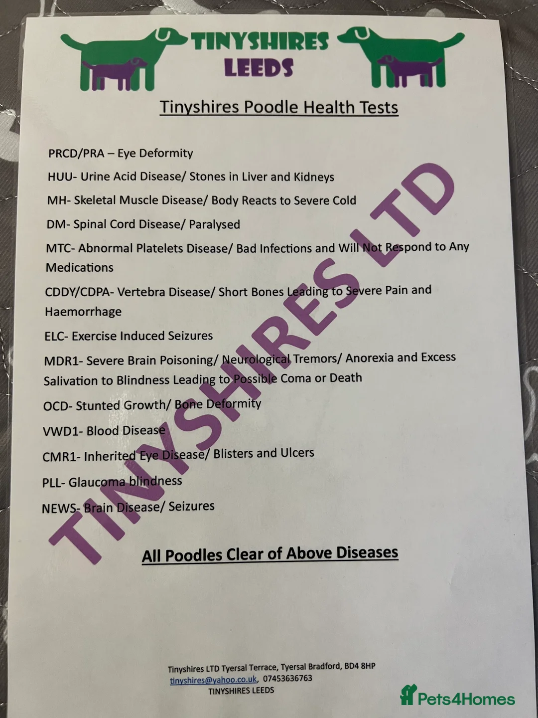 Cockapoo dogs for sale: F1 various mini cockapoos 30 dna health tested clr - Advert 9