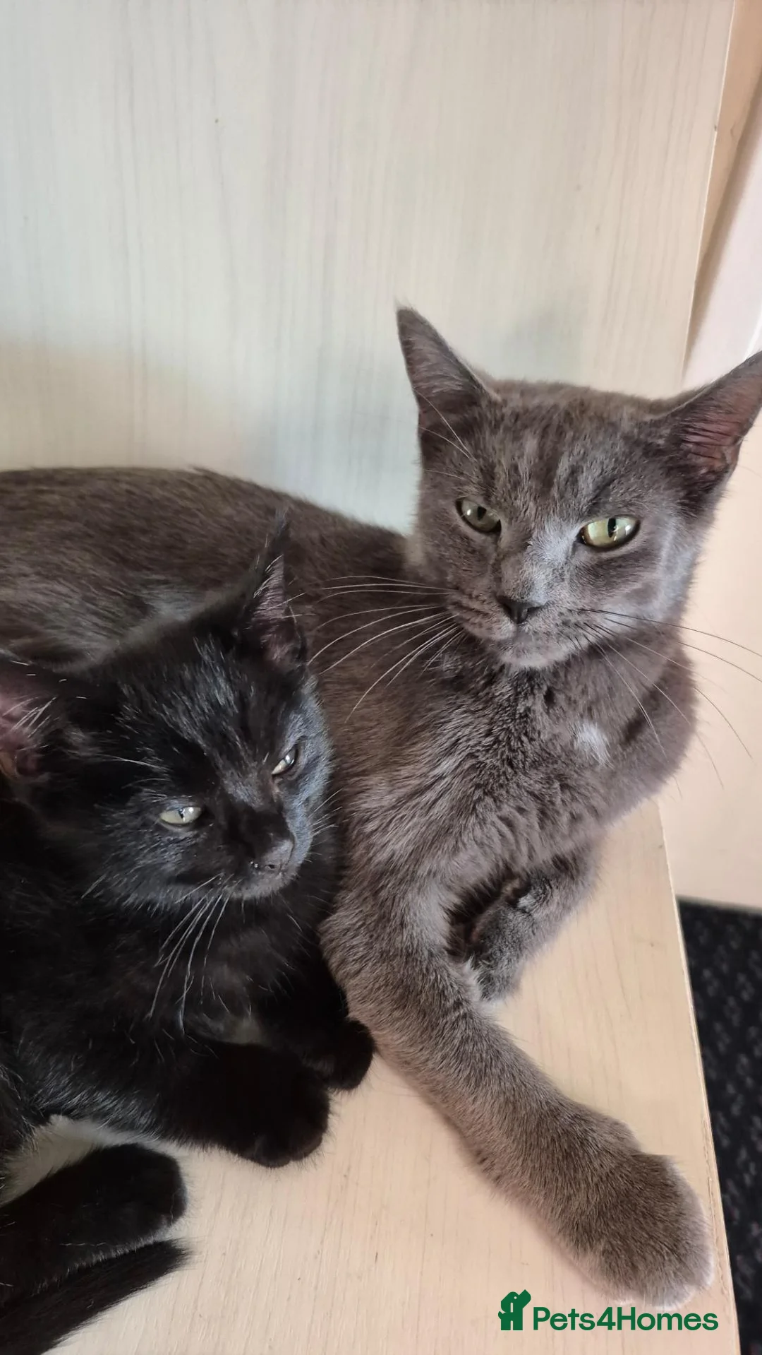 Mixed Breed cats for sale: Clever kittens - Advert 2