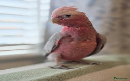 Parrots birds for sale: BuBu The Galah with full set up 1500 ono - Image 6