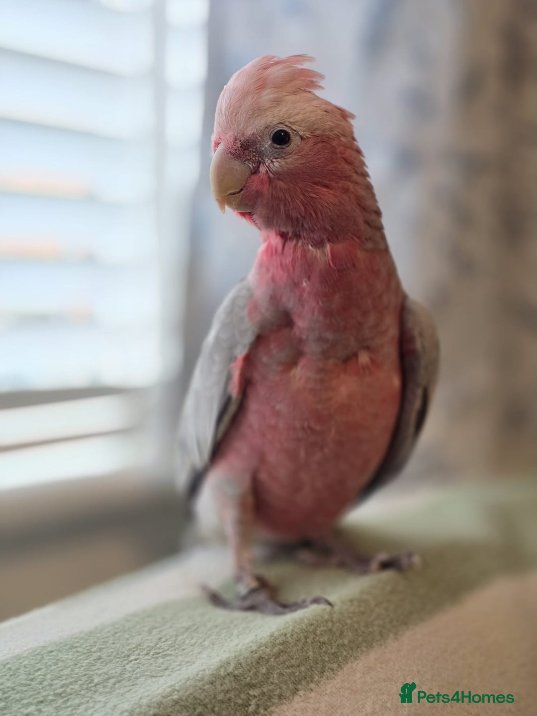 Parrots birds for sale: BuBu The Galah with full set up 1500 ono - Image 6