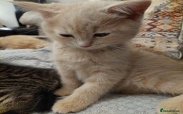 Persian cats for sale: PERSIAN MIX KITTENS 9 weeks old ready to leave.  - Image 5
