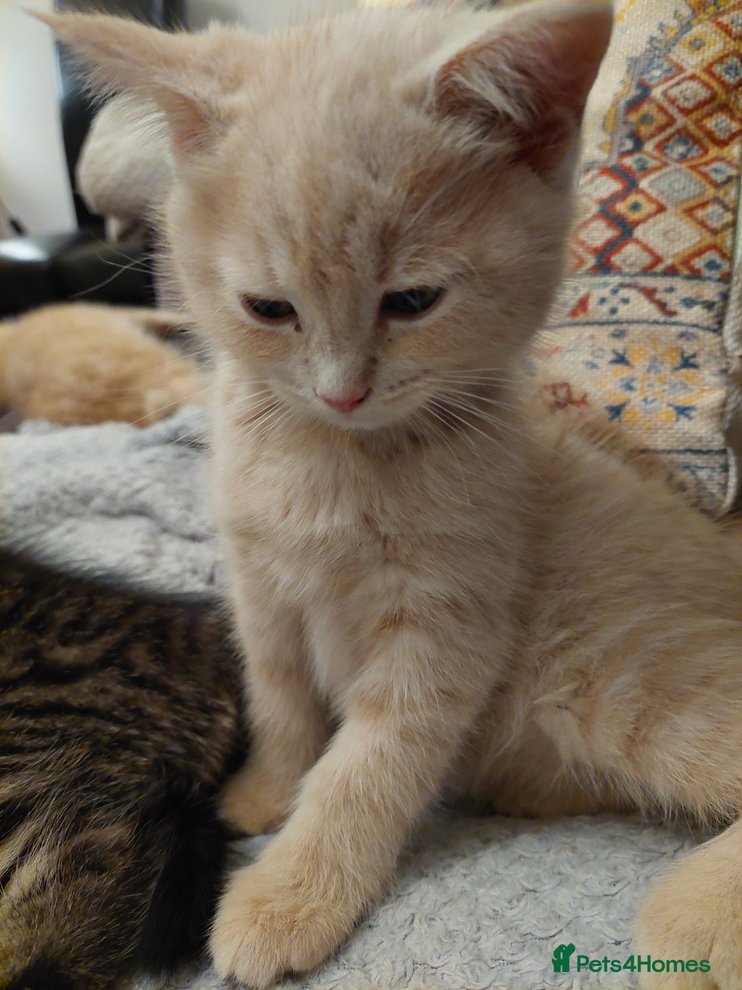Persian cats for sale: PERSIAN MIX KITTENS 9 weeks old ready to leave.  - Image 5