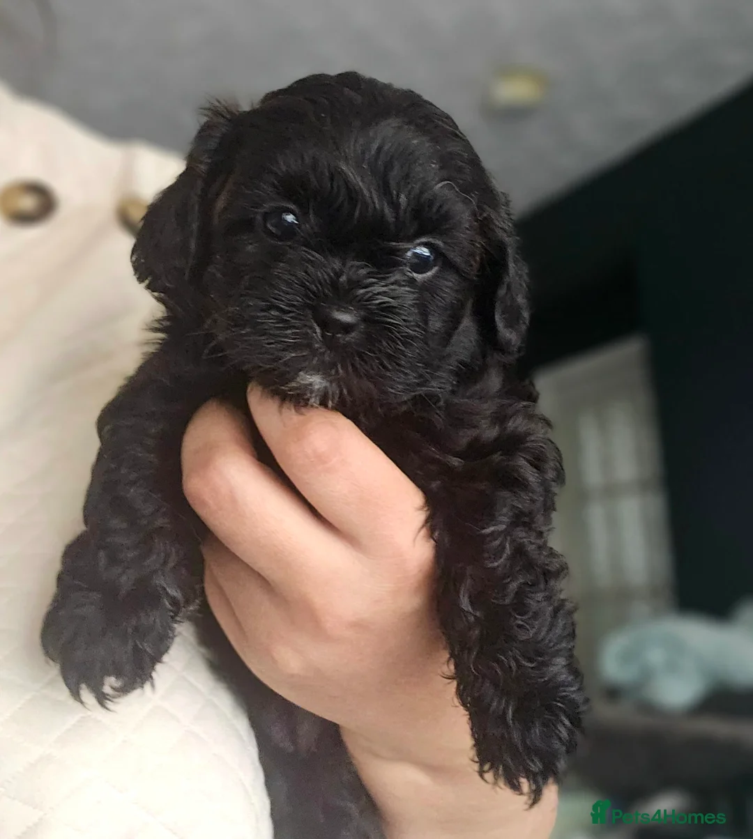 Miniature Poodle dogs for stud: Stunning Red Poodle for Stud in Motherwell - Advert 18