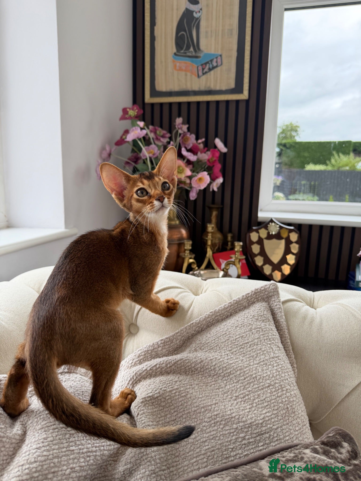 Abyssinian cats Pure breed Abyssinian kitten GCCF registered  - Advert 1