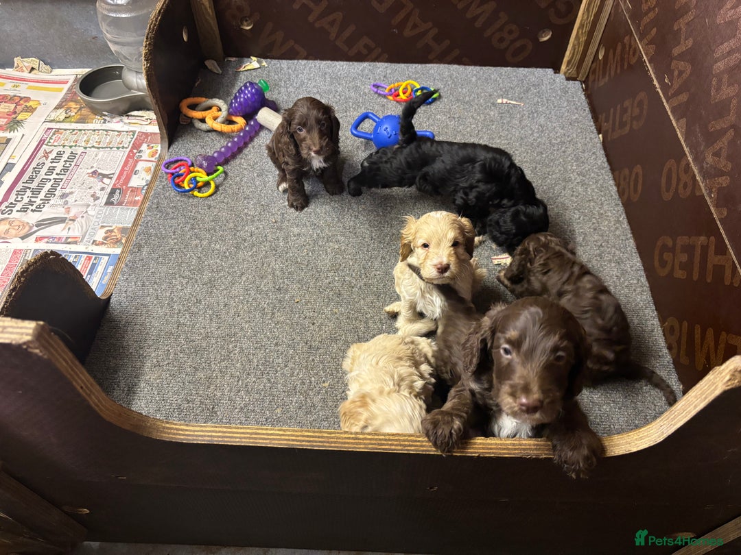 Cockapoo dogs for sale: Gorgeous Cockapoo puppies  - Image 9