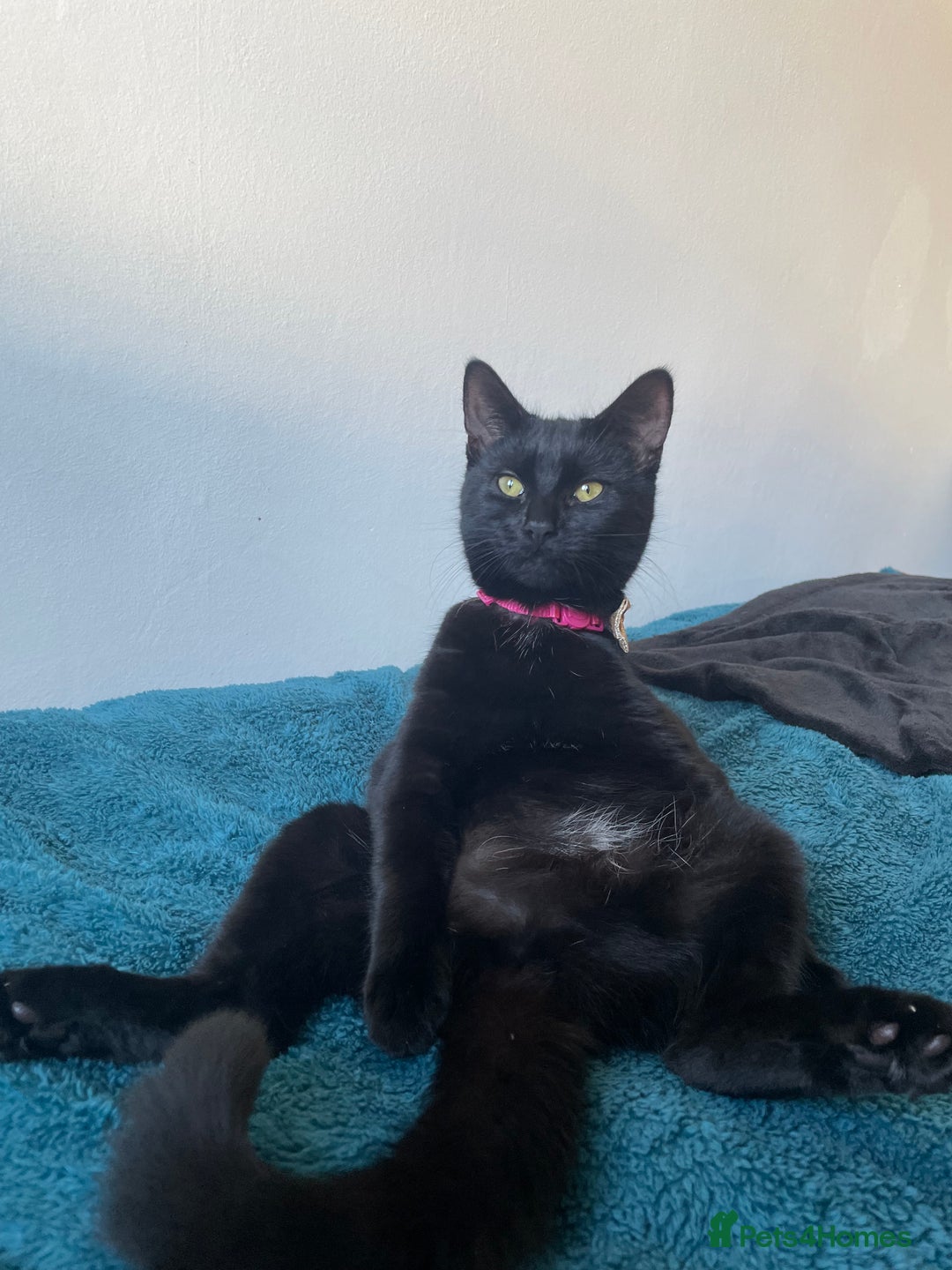 British Shorthair cats for sale: Halley - Advert 4