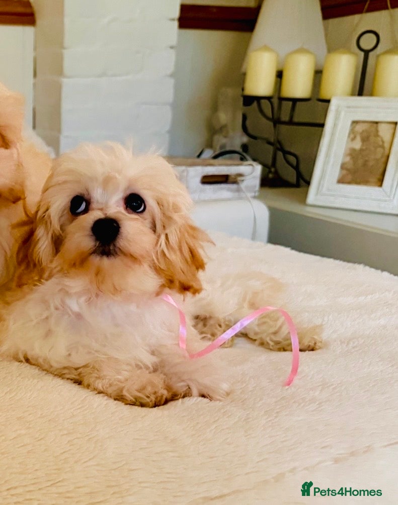 Maltipoo dogs * Tiny Korean Maltipoo Babies * - Advert 1