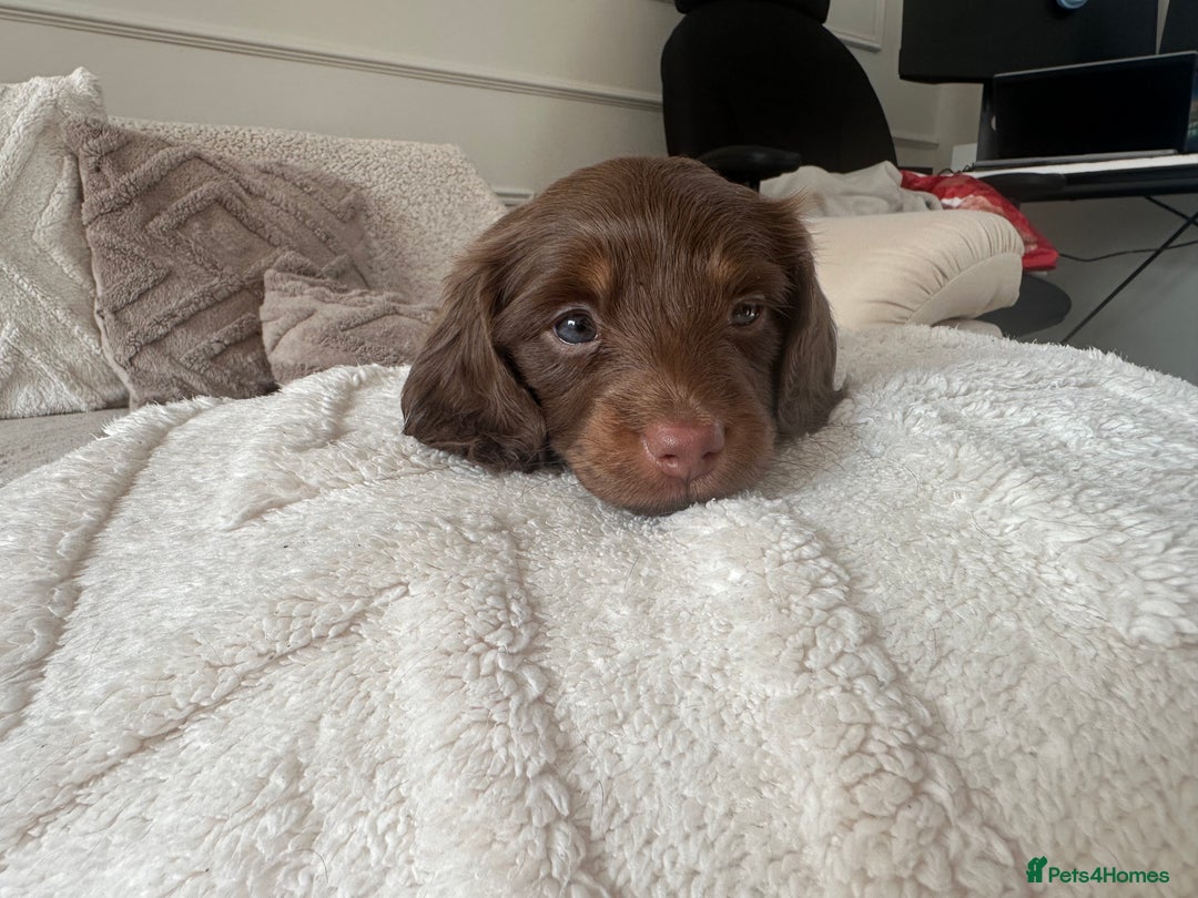 Miniature Dachshund dogs for sale: Exceptional quality long haired mini dachshunds - Image 14