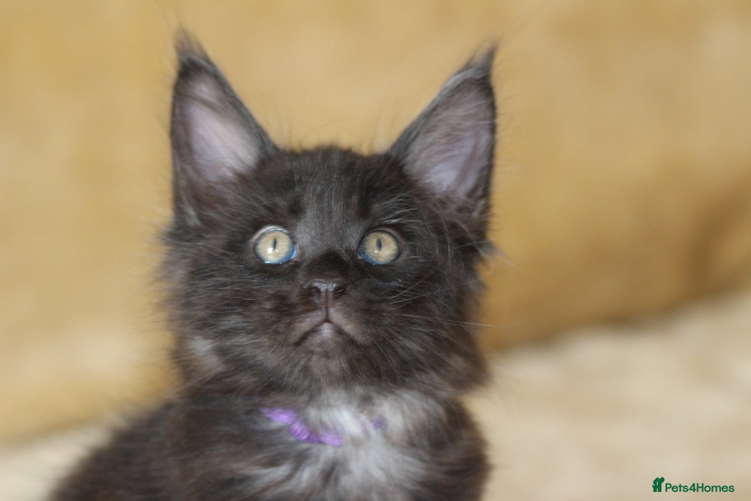 Maine Coon cats for sale: Adorable GCCF Black smoke Maine Coons kittens  - Image 17