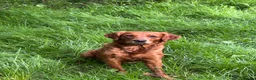 Golden Retriever dogs for sale: Beautiful Very dark red golden retriever  - Advert 6