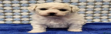 Bichon Frise 2