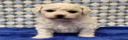 Bichon Frise dogs for sale:  Bichon Frise puppies  - Advert 3