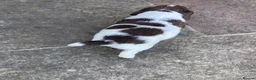 English Springer Spaniel dogs for sale: KC Reg Liver and White English Springer Spaniels - Advert 11