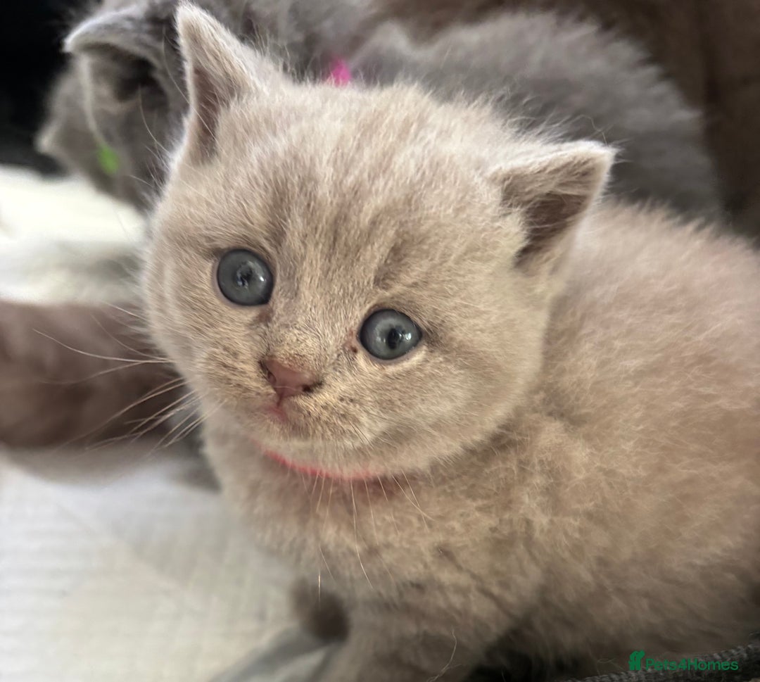 British Shorthair cats for sale: British Shorthair kittens  - Advert 30