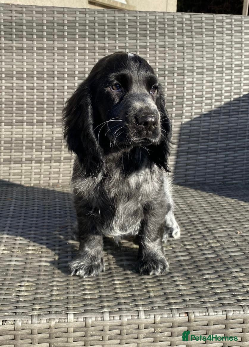 Cocker Spaniel dogs KC Registered Show Type Cocker Spaniel Pups - Advert 9