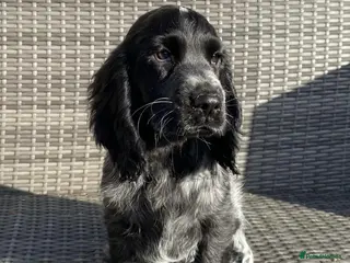 Cocker Spaniel dogs KC Registered Show Type Cocker Spaniel Pups - Advert 9