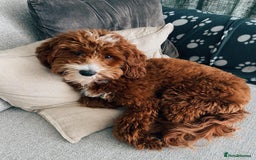 Australian Labradoodle dogs for sale: Aussie Doodle Lottie, 7 Months Old - Image 8