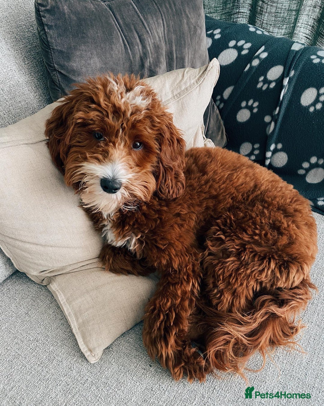 Australian Labradoodle dogs for sale: Aussie Doodle Lottie, 7 Months Old - Image 8