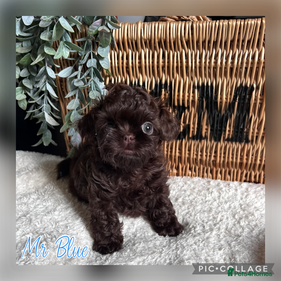 Shih Tzu dogs for sale: Stunning KC chocolate imperial Shihtzu puppies - Image 31