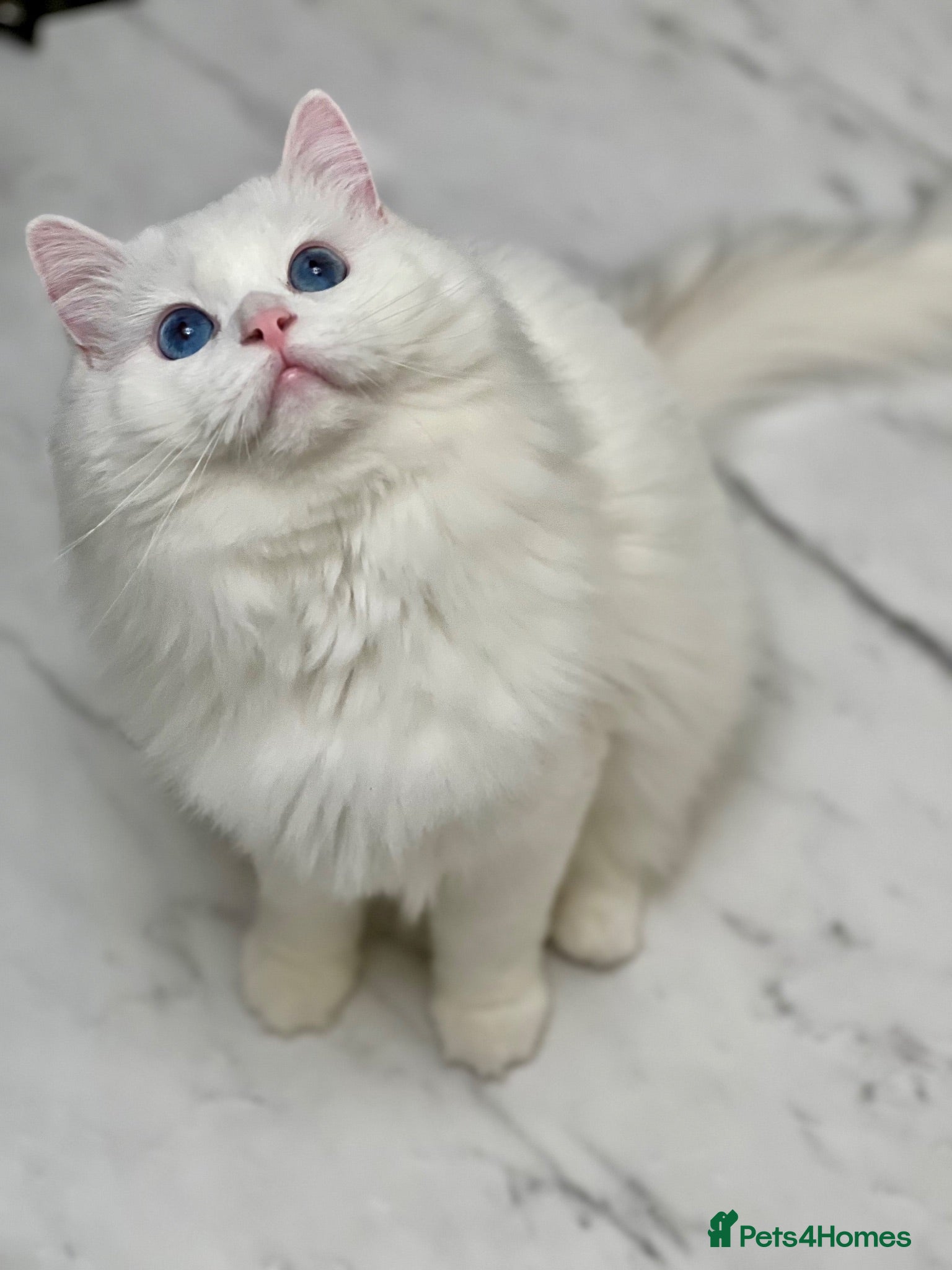 Ragdoll cats Wonderful Neo looking for a forever home  - Advert 1