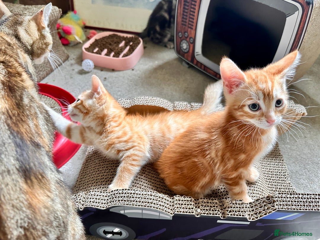 Mixed Breed cats for sale: Lovely bengal mix kittens: tabby, ginger, black - Image 6