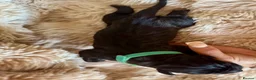 Cane Corso dogs for sale: Cane corso - Advert 29