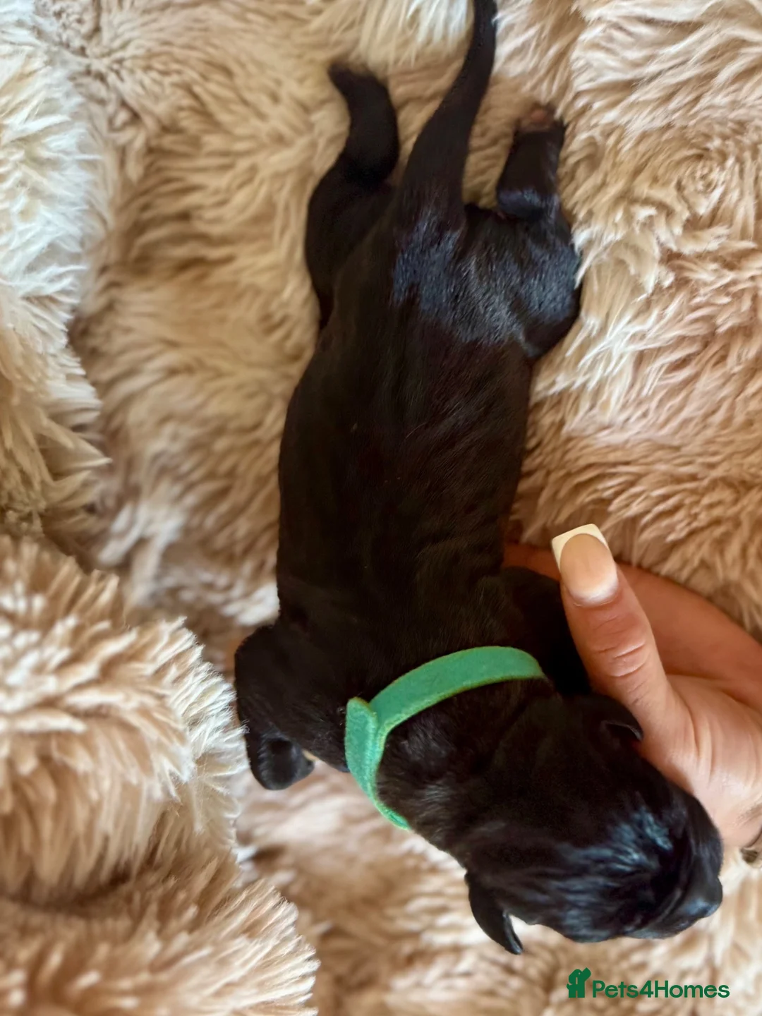 Cane Corso dogs for sale: Cane corso 1 MALE LEFT - Advert 34
