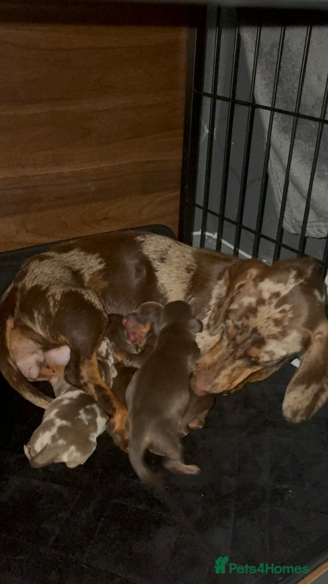 Dachshund dogs for sale: Beautiful Dachsund puppies READY TO LEAVE  - Advert 5