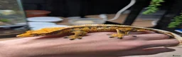 Gecko reptiles for sale: Gargoyles/cresties for sale - breeding sizes  - Advert 4