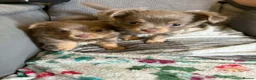 Chihuahua dogs for sale: Beautiful fluffy Chihuaha pups for sale - Advert 4