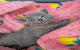 Russian Blue cats for sale: Russian blue babies looking for FOREVER homes - Image 28