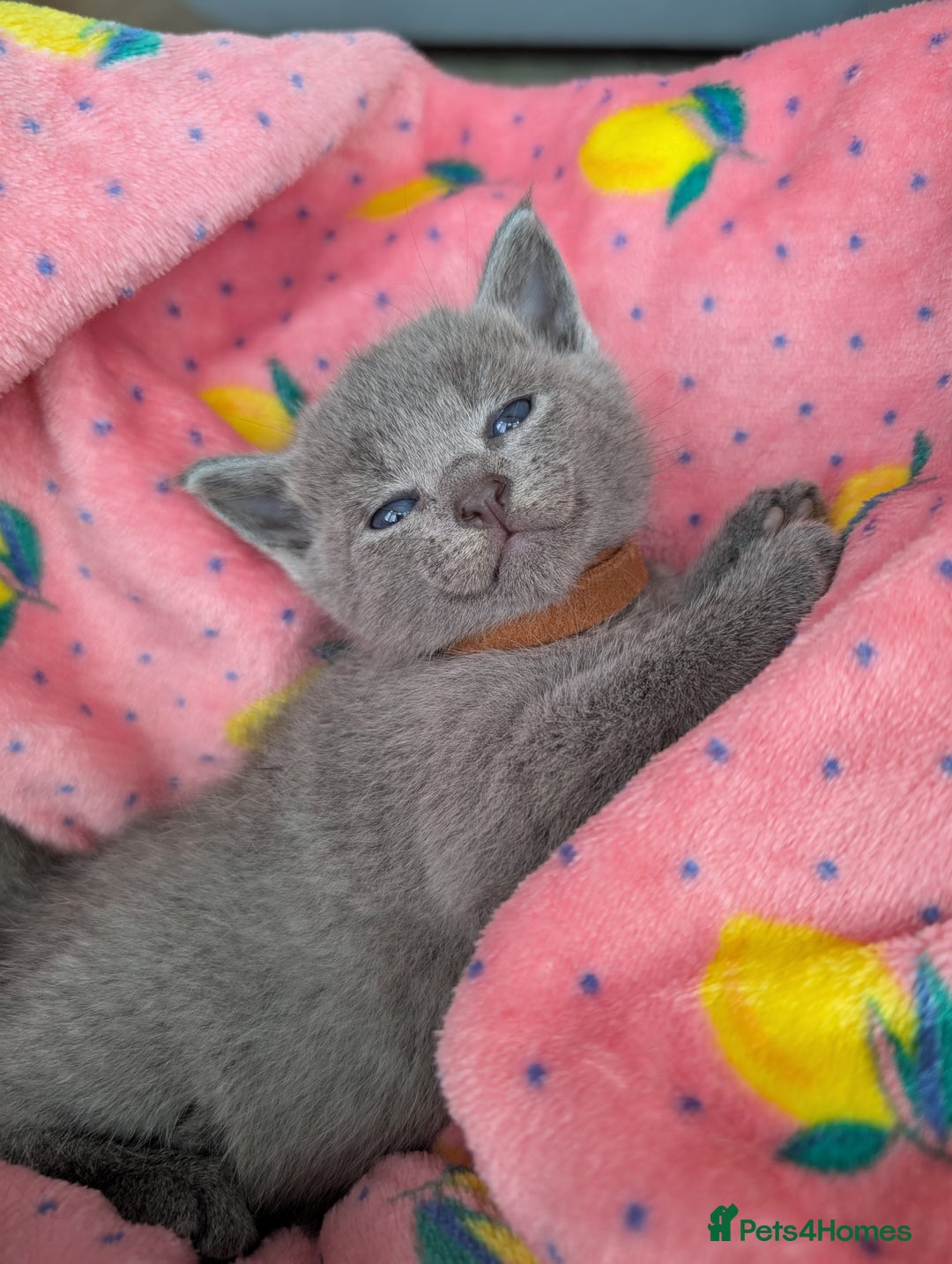 Russian Blue cats for sale: Russian blue babies looking for FOREVER homes - Image 28