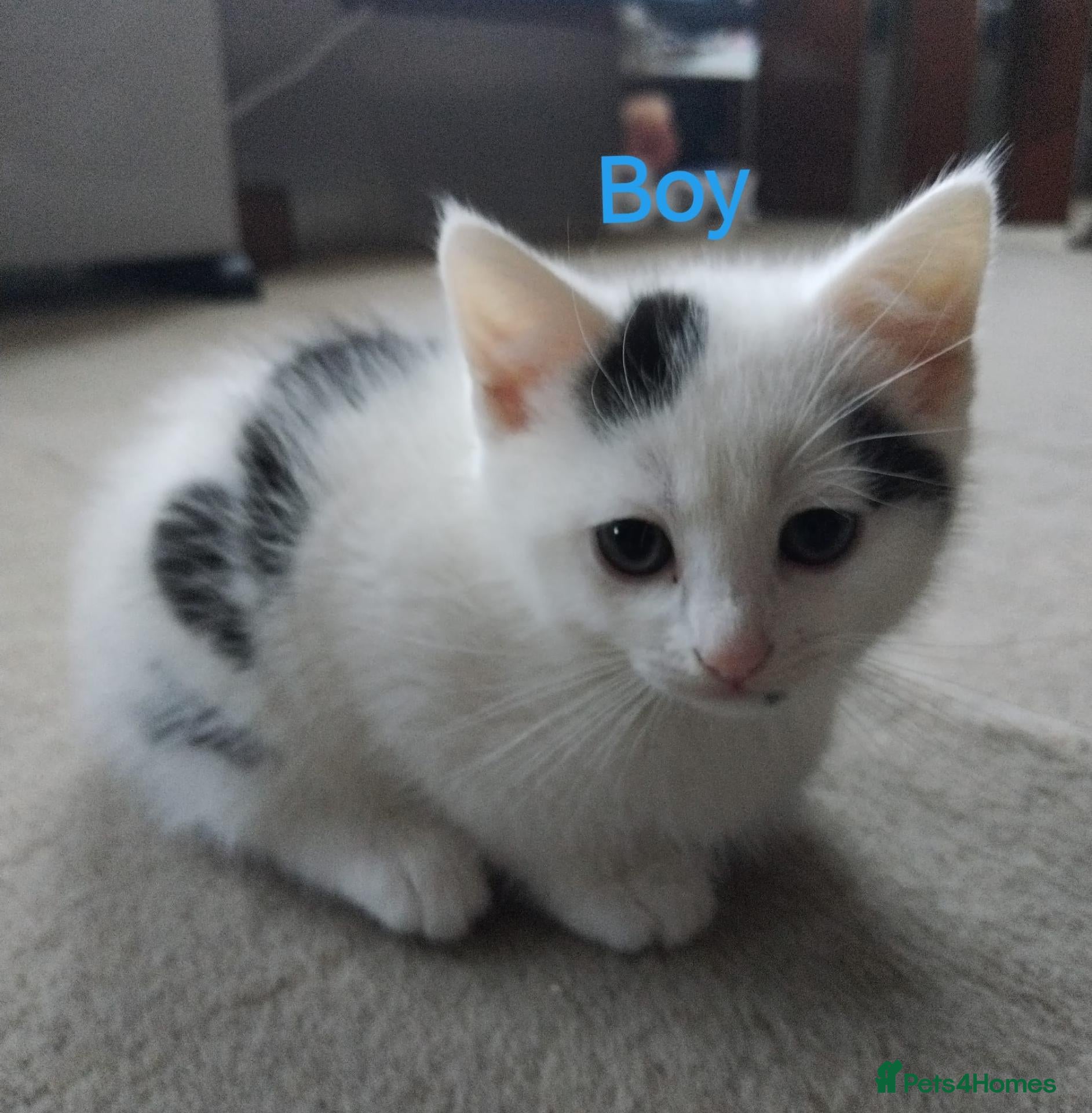 Mixed Breed cats for sale: 💛kittens 💛 - Advert 2