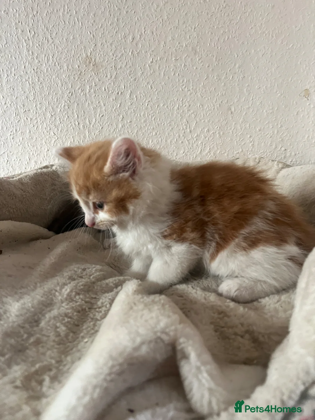 British Longhair cats for sale: Kittens  in Hayes - Advert 2