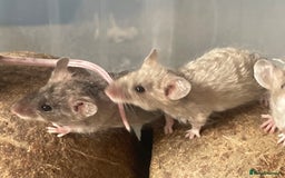 Mouse rodents for sale: Beautiful fancy mice looking for forever homes - Image 13