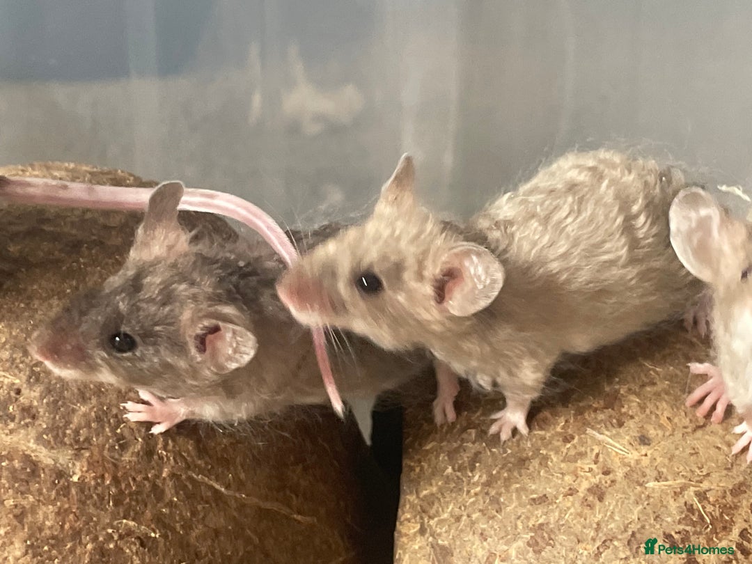 Mouse rodents for sale: Beautiful fancy mice looking for forever homes - Image 13
