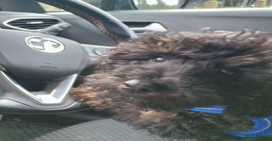 Toy Poodle dogs - Advert 6