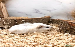 Guinea Pig rodents for sale: Multiple Baby Guinea Pigs For Sale 🥰💗 - Image 17