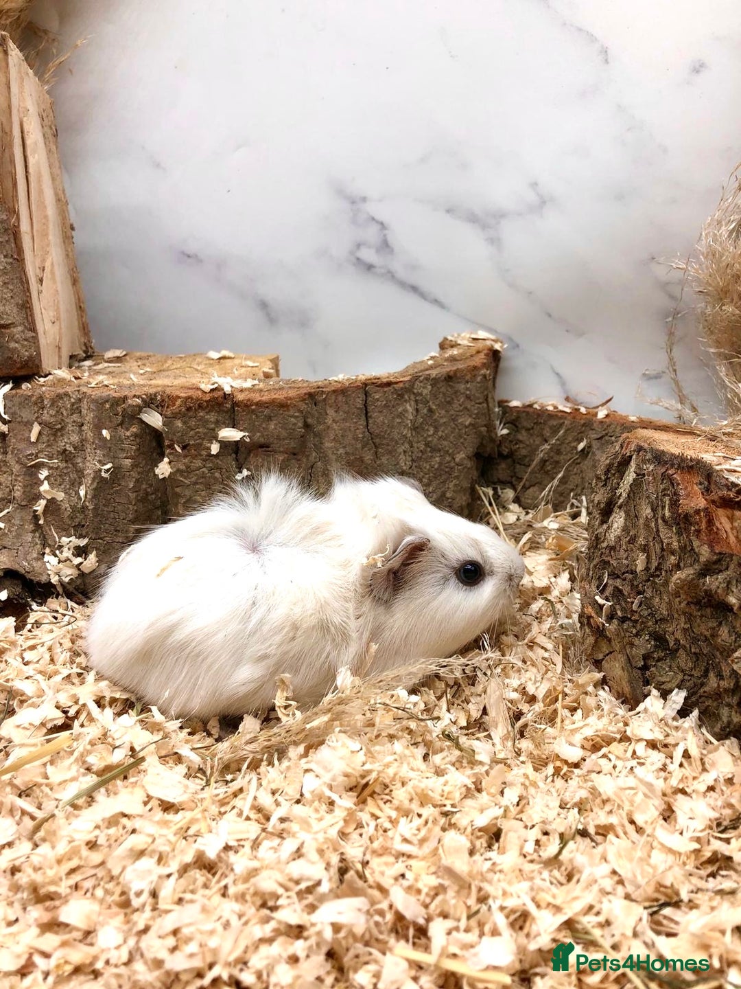 Guinea Pig rodents for sale: Multiple Baby Guinea Pigs For Sale 🥰💗 - Image 17