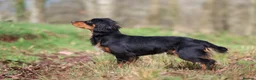 Cocker Spaniel dogs for stud: Stunning Black and Tan stud - Advert 2