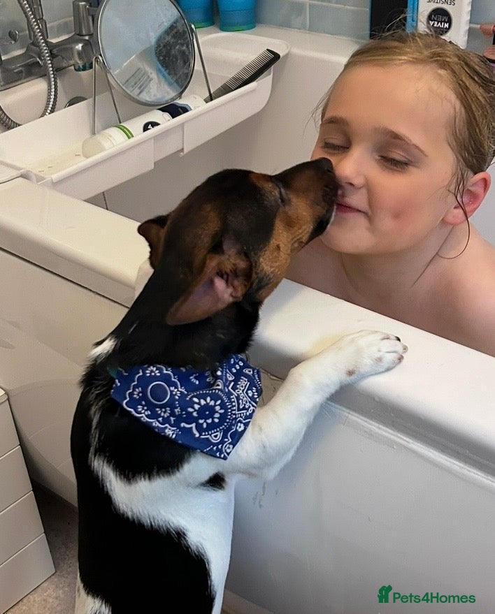 Jack Russell dogs for sale: Handsome Jack Russell boy  - Advert 9