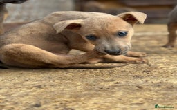 Mixed Breed dogs for sale: Puppies  - Image 9
