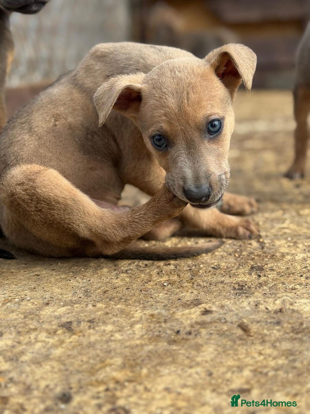 Mixed Breed dogs for sale: Puppies  - Image 9