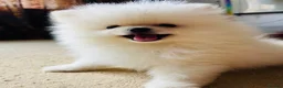 Pomeranian dogs for sale: Adorable little pom-poms looking new parents - Advert 1